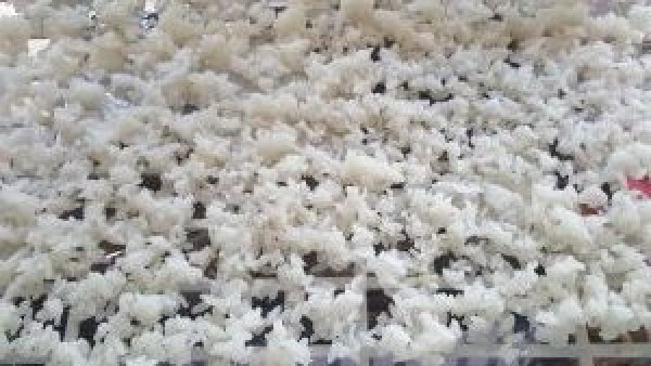 久しぶりにラクト発酵米で糒作り🎵